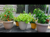 Learn How to Garden for Beginners - Container Gardening - Urban Rooftop Porch Patio Balcony