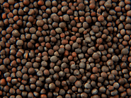 Black/Brown Mustard Seed Manufacturers, Suppliers & Exporters