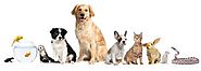 Pet Care Services in Dubai | Pet Sitting Companies in Abu Dhabi