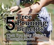 5 Tree Pruning Benefits That You May Haven’t Thought About