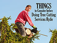 Things to Consider Before Doing Tree Cutting Services Ryde