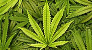 Understanding Recreational Marijuana and Tips to Buy the Right Strain - J22 SHOP
