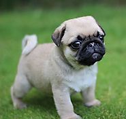 Pug Dog Breed Information, Pictures