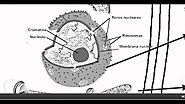 Célula animal y vegetal partes y funciones