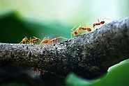 8 Common Pests in the Philippines | Topbest Blog