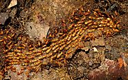 Bye Bye Pests: Termite Control Team at Its Best | Topbest Blog