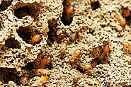 Things Termites Easily Destroy Pest Control Services | Topbest Blog