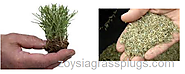 Do Zoysia Grass Plugs Really Work?