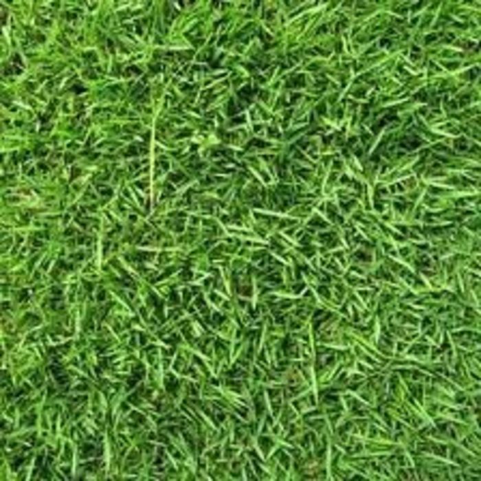 Where to Buy Zoysia Grass Plugs 2017 A Listly List