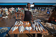 Fish Markets