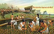 Agriculture Importance