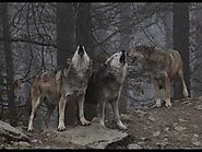 wolves howling up to the moon