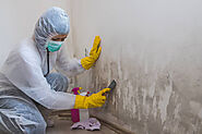 Things To Consider Before Hiring Mold Removal In Savannah!