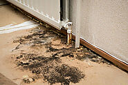 What Things Do We Have To Consider When It Comes To Mold Damage