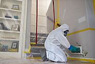 Mold Removal in Savannah | The Best and Affordable