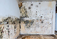Hire Professional For Mold Damage Repair In Savannah