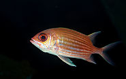 Samara squirrelfish