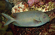 Brown spotted spinefoot