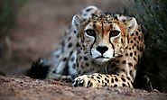 Asiatic Cheetah | Iran Destination | Iran Travel Agency | Travel to Iran