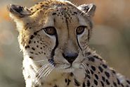 Asiatic Cheetah facts