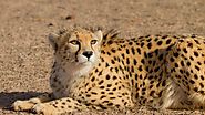 Asiatic cheetah habitat