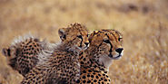 Asiatic Cheetahs number