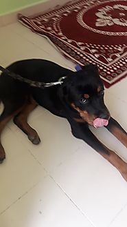 Healthy and Purebred Rottweiler Puppies for sale in Jaipur | Mr n Mrs Pet