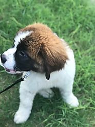 Healthy and Purebred Saint Bernard Puppies for sale in Jaipur | Mr n Mrs Pet