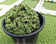 Azolla Cultivation Guide ( Rich proteins feed for cattle, poultry, fish and pig)