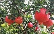 The Ultimate Guide for Pomegranate farming (2018) - Agricultureguruji