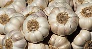 Garlic Farming Guide (2018) - Agricultureguruji