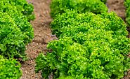 Lettuce cultivation Guide 2018 - Agricultureguruji