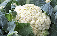 Cauliflower Cultivation Guide 2018 - Agricultureguruji