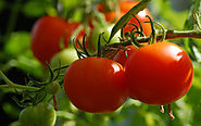 Tomato Cultivation Guide 2018 - Agricultureguruji