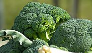 Broccoli Farming Guide 2018
