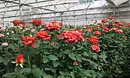 Dutch Rose Cultivation Guide - Agricultureguruji