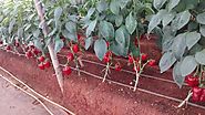 capsicum cultivation in polyhouse - Agricultureguruji