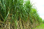How to start Sugarcane Farming - Agricultureguruji
