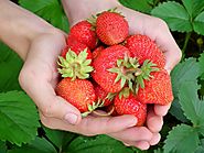 Strawberry Cultivation Step by step guide - Agricultureguruji