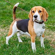 Top 15 Beagle