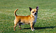 Top 6 Chihuahua