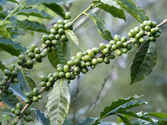 Green coffee bean extract diet: Fat burner or lame buzz?