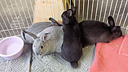 Rabbit Advocates - welfare of domestic rabbits.