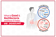 What is good & bad bacteria and how it helps our intestine?