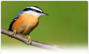 BirdsEye Smartphone Apps for Birding | Birding Apps for eBird users -- BirdLog and BirdsEye