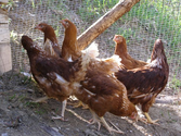 5 Things to consider in Urban Chicken Coop design