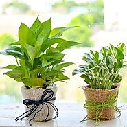 Buy or Order Magnificent Money Plants In Jute Wrap For Happy Moments Online , India's Best Gifting Website - OyeGifts