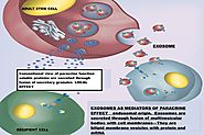 Exosomes – the body's delivery system