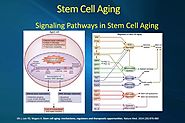 Anti-Aging and Stem Cells - Is This the Holy Grail? - Pensum Regenerative Medicine Blog