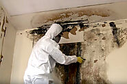 The Best Mold Damage Repair In Savannah